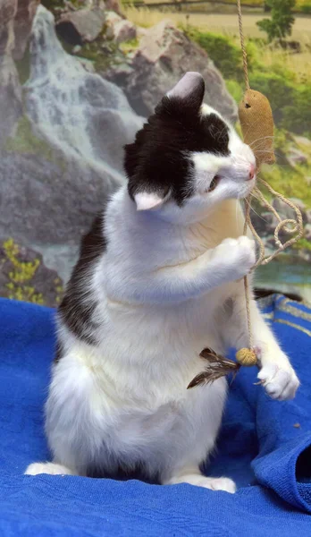 Engraçado Brincalhão Branco Preto Gato Joga Pega — Fotografia de Stock