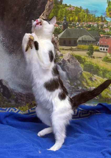 Engraçado Brincalhão Branco Preto Gato Joga Pega — Fotografia de Stock