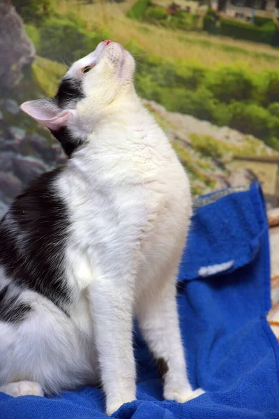 Vtipný Hravý Bílý Černý Kočka Hraje Úlovky — Stock fotografie