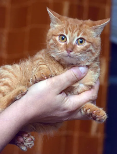 Pequeño Asustado Ojos Grandes Gatito Manos — Foto de Stock