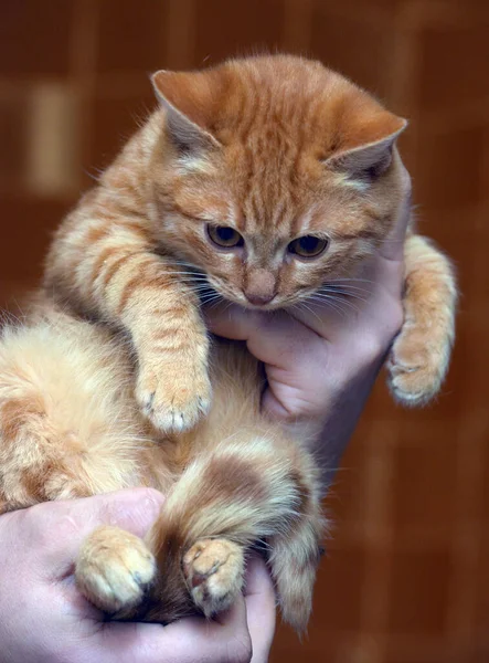 手に大きな目の子猫を怖がらせ — ストック写真