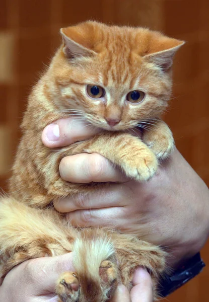 Pequeno Gatinho Assustado Olhos Grandes Mãos — Fotografia de Stock