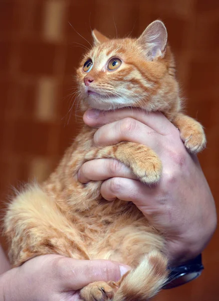 Küçük Korkmuş Büyük Gözlü Kedi Yavrusu Ellerinde — Stok fotoğraf