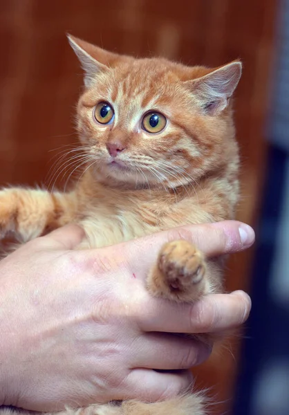 Kleine Verängstigte Großäugige Kätzchen Den Händen — Stockfoto