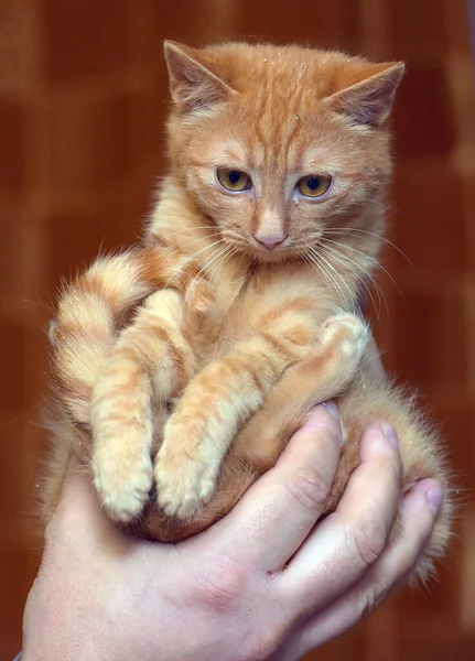 Küçük Korkmuş Büyük Gözlü Kedi Yavrusu Ellerinde — Stok fotoğraf