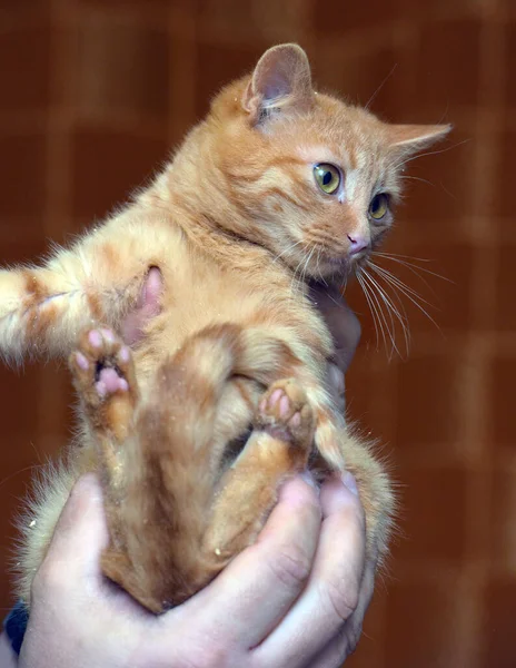 Small Frightened Big Eyed Kitten Hands — Stock Photo, Image