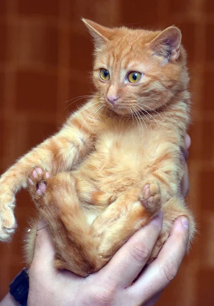 Small Frightened Big Eyed Kitten Hands — Stock Photo, Image