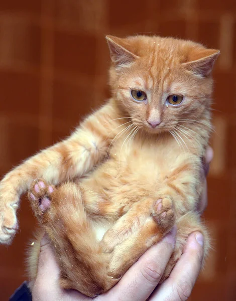 Pequeno Gatinho Assustado Olhos Grandes Mãos — Fotografia de Stock