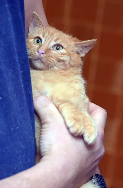 Kecil Ketakutan Kucing Bermata Besar Tangan — Stok Foto