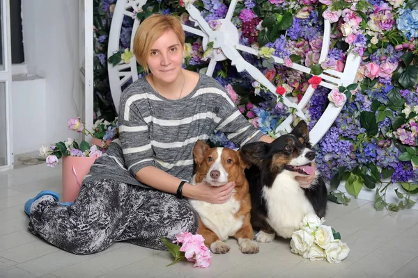 Счастливая Женщина Двумя Собаками Корги Помещении — стоковое фото