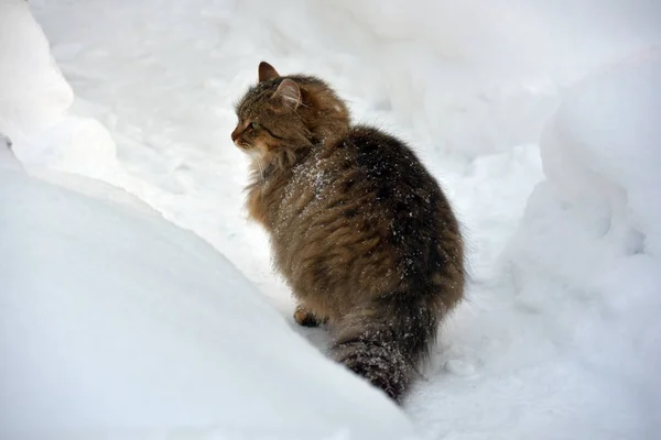 西伯利亚猫在冬天的雪地和雪地之间 — 图库照片
