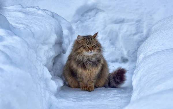 西伯利亚猫在冬天的雪地和雪地之间 — 图库照片
