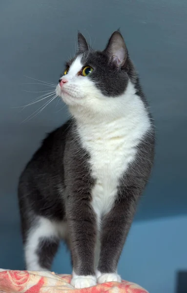 Gray White Shorthair European Cat Close — Stock Photo, Image