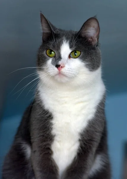 Gris Blanco Taquigrafía Europeo Gato Cerca — Foto de Stock