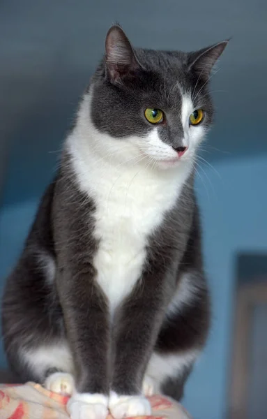 Szary Biały Krótkowzroczny Kot Europejski Zbliżyć — Zdjęcie stockowe