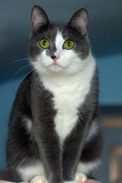 Gris Blanco Taquigrafía Europeo Gato Cerca —  Fotos de Stock