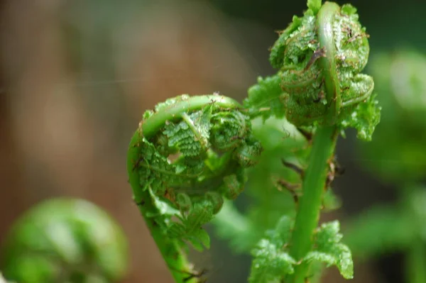 Genç Yeşil Eğreltiotu Filizleri Polipodiophyta Orman Açıklığı Doğadaki Bitkiler Bahar — Stok fotoğraf