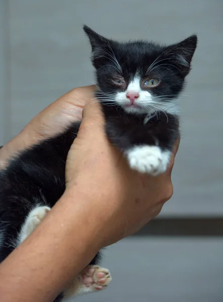 Lindo Pequeño Negro Blanco Gatito Manos —  Fotos de Stock