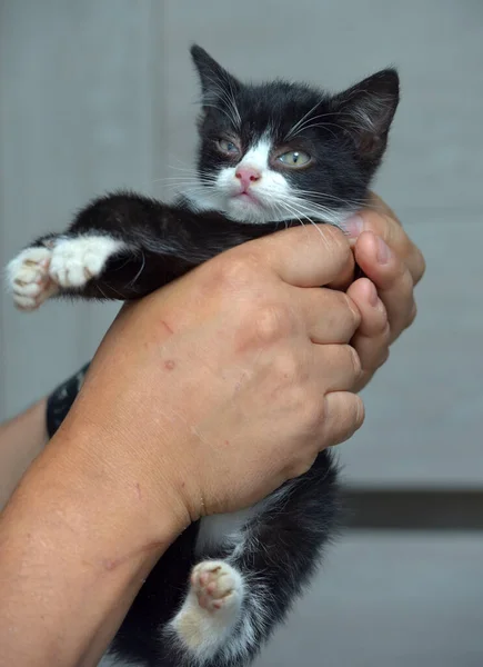 Carino Piccolo Gattino Bianco Nero Mano — Foto Stock