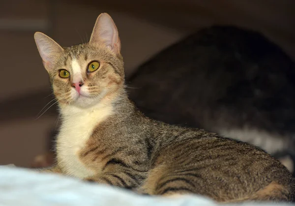 Portrait Brown White Tabby Cat — Stock Photo, Image