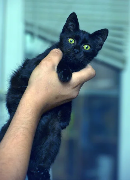 Şirin Küçük Siyah Kedi Ellerinde Yaklaş — Stok fotoğraf