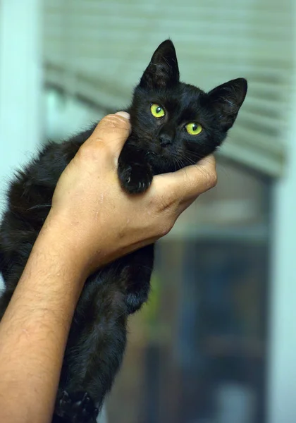 Słodkie Mało Czarny Kot Ręce Blisko Górę — Zdjęcie stockowe