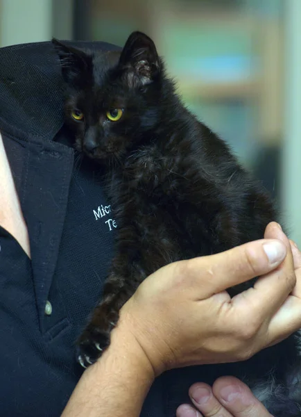 Bonito Pouco Preto Gato Mãos Perto — Fotografia de Stock