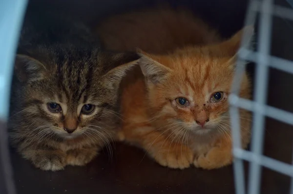 Dois Gatinhos Pequenos Transportador Fecham — Fotografia de Stock