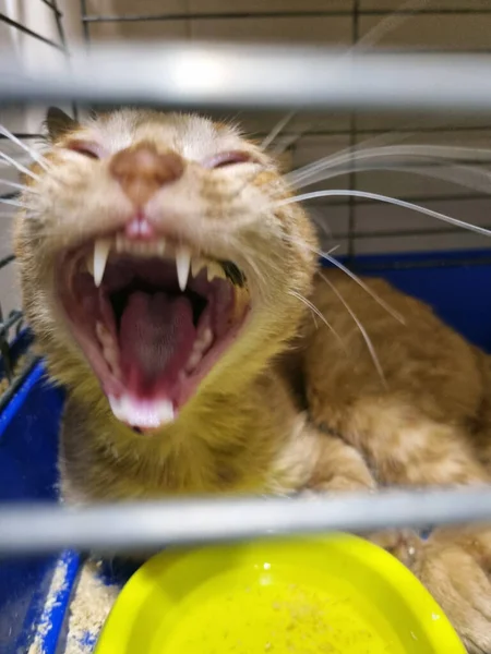 Gato Vermelho Uma Jaula Abrigo Animal — Fotografia de Stock