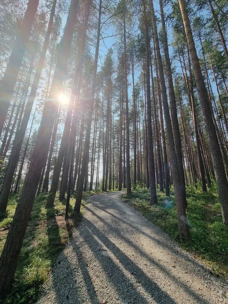 Bosque Pinos Sombras Los Árboles Día Soleado Verano — Foto de Stock