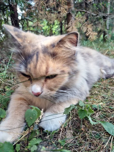 草丛中草坪上毛茸茸的三色猫 — 图库照片