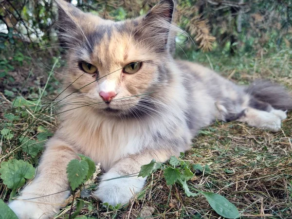 Flauschige Dreifarbige Katze Auf Dem Rasen Gras — Stockfoto