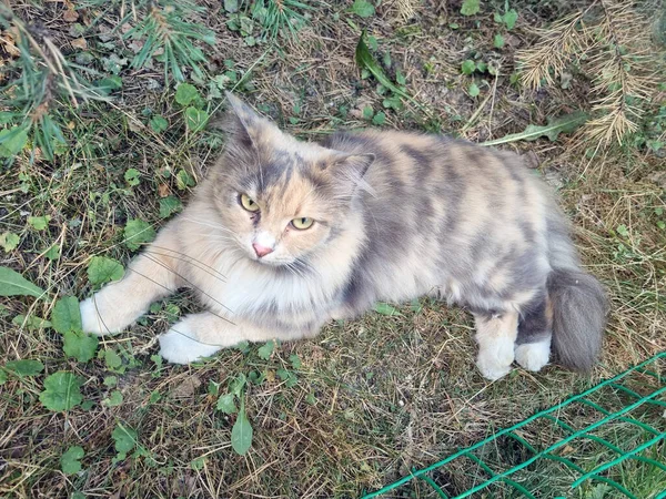 Načechraná Tříbarevná Kočka Trávníku Mezi Trávníky — Stock fotografie
