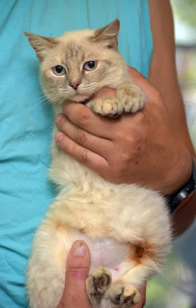 Cute Blue Eyed Thai Cat Her Arms — Stock Photo, Image