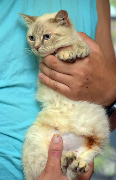 Słodkie Niebieski Oczy Tajski Kot Jej Ramiona — Zdjęcie stockowe