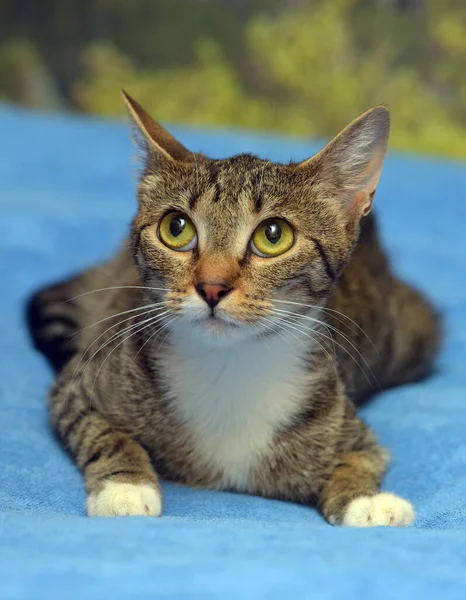 Listrado Com Branco Marrom Bonito Gato Sofá — Fotografia de Stock