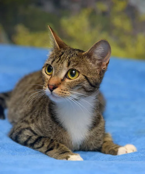 Rayas Con Blanco Marrón Lindo Gato Sofá —  Fotos de Stock