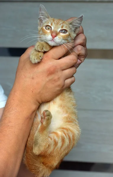 Bir Barınağın Elinde Küçük Kırmızı Bir Sokak Kedisi — Stok fotoğraf