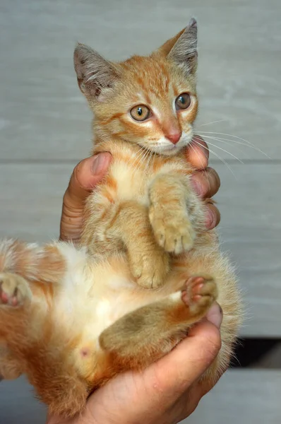 Bir Barınağın Elinde Küçük Kırmızı Bir Sokak Kedisi — Stok fotoğraf