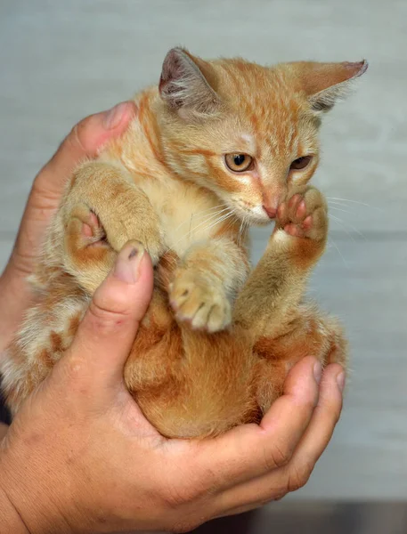 귀염둥이 — 스톡 사진