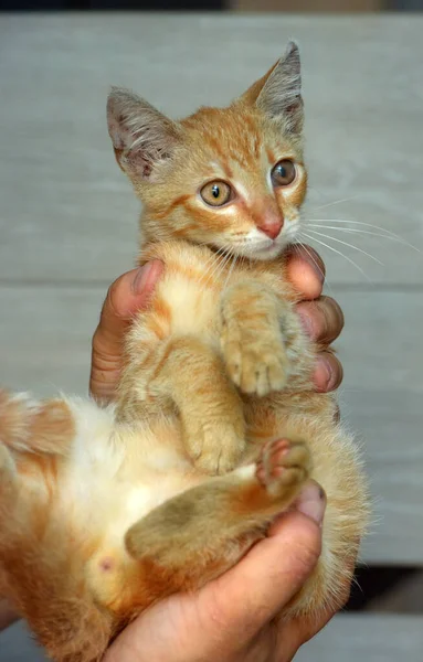 Piccolo Gattino Randagio Rosso Nelle Mani Rifugio — Foto Stock