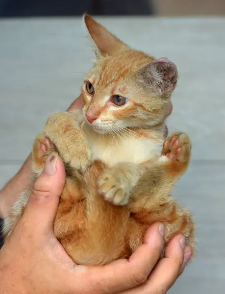 Pequeno Gatinho Vermelho Perdido Nas Mãos Abrigo — Fotografia de Stock