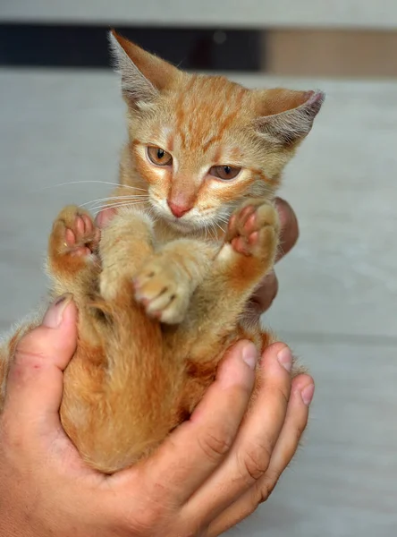 Piccolo Gattino Randagio Rosso Nelle Mani Rifugio — Foto Stock