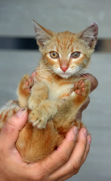 Small Red Stray Kitten Hands Shelter — Stock Photo, Image