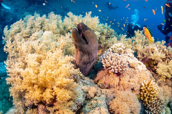 Mooraal Roten Meer — Stockfoto