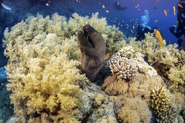 Kızıl denizdeki Mooray yılan balığı