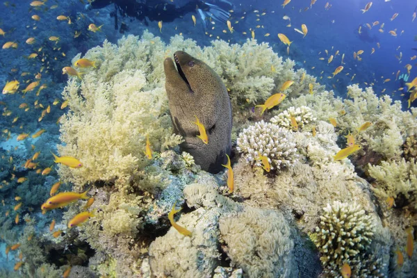 Kızıl denizdeki Mooray yılan balığı