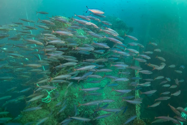 Kızıl denizdeki mercan kayalıkları