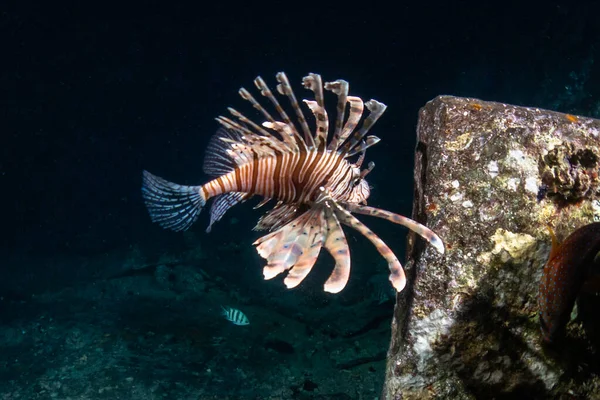 Kızıl Denizde Aslan Balığı