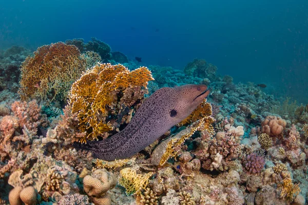 Mooraal Roten Meer — Stockfoto